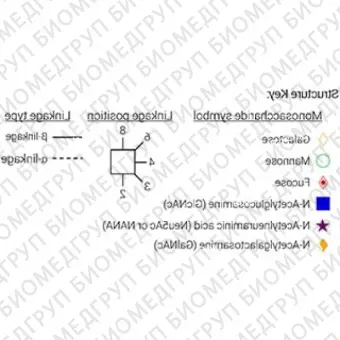 Стандарт Nгликанов AdvanceBio InstantAB G2FS1 2,6 / FA2G2S61 ранее ProZyme