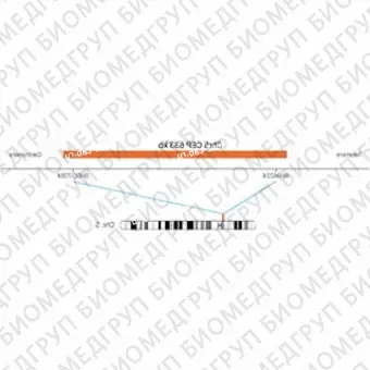 ДЛЯ КЛИЕНТОВ из США. SureFISH Chr5 CEP 633 КБ P20 RD. CEP 5, количество копий, 20 тестов, Cy3, концентрат, ручное использование
