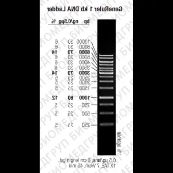 Маркер длин ДНК GeneRuler 1 kb, 10 фрагментов от 250 до 10000 п.н., 0,5 мкг/мл, Thermo FS, SM0311, 5х50 мкг