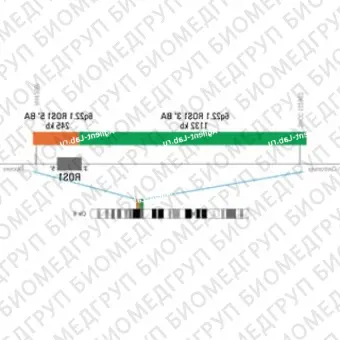 ДЛЯ КЛИЕНТОВ из США. SureFISH 6q22.1 ROS1 3 BA 1132kb P20 GR. ROS1, Break Apart, 20 тестов, FITC, Концентрат, Ручное использование