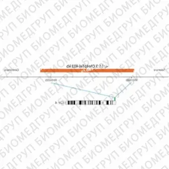 ДЛЯ КЛИЕНТОВ из США. SureFISH 4p16.3 Chr4pTel P20 403кб RD. Теломер Chr4p, Номер копии, 20 тестов, Cy3, Концентрат, Ручное использование