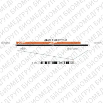 ДЛЯ КЛИЕНТОВ ЗА ПРЕДЕЛАМИ США. SureFISH Xp22.31 KAL1 186kb P20 RD