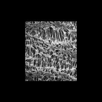 Фильтр, Флуоропор, d пор 0,5 мкм, d мембраны 13 мм, 100 шт., Merck Millipore, FHLP01300