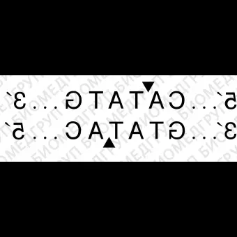 Эндонуклеаза рестрикции NdeI, 20 000 ед/мл, New England Biolabs, R0111 L, 20 000 единиц