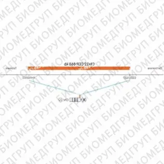 ДЛЯ КЛИЕНТОВ ЗА ПРЕДЕЛАМИ США. SureFISH Chr22 CEP 668kb P20 RD