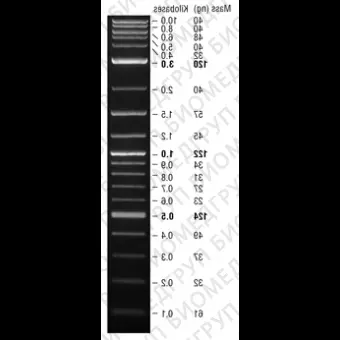 Маркер длин ДНК QuickLoad 1 kb Plus, 10010000 п.н., 19 фрагментов от 100 до 10000 п.н., готовый к применению 100 мкг/мл, New England Biolabs, N0469 S, 1,25 мл