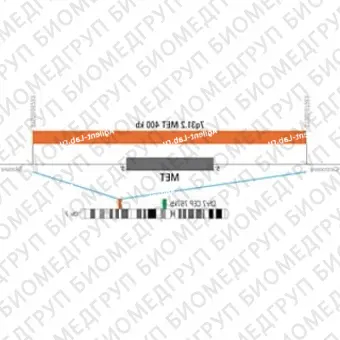 ДЛЯ КЛИЕНТОВ ЗА ПРЕДЕЛАМИ США. SureFISH 7q31.2 MET 400kb P5 RD