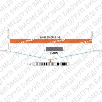 ДЛЯ КЛИЕНТОВ ЗА ПРЕДЕЛАМИ США. SureFISH 12q15 MDM2 180kb P100 RD