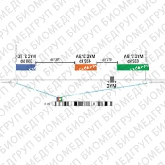 ДЛЯ КЛИЕНТОВ ЗА ПРЕДЕЛАМИ США. SureFISH 8q24.21 MYC 3 TC 398kb P20 BL