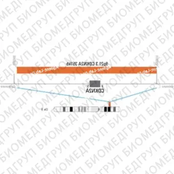 ДЛЯ КЛИЕНТОВ ЗА ПРЕДЕЛАМИ США. SureFISH 9p21.3 CDKN2A 351kb P20 RD