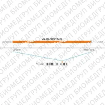 ДЛЯ КЛИЕНТОВ из США. SureFISH Chr17 CEP 436 КБ P20 RD. CEP 17, Номер копии, 20 тестов, Cy3, Концентрат, Ручное использование