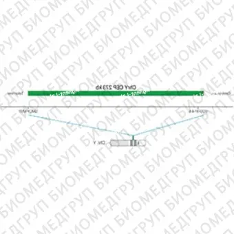 ДЛЯ КЛИЕНТОВ из США. SureFISH ChrY CEP 273кб P20 GR. CEP Y, Номер копии, 20 тестов, FITC, Концентрат, Ручное использование