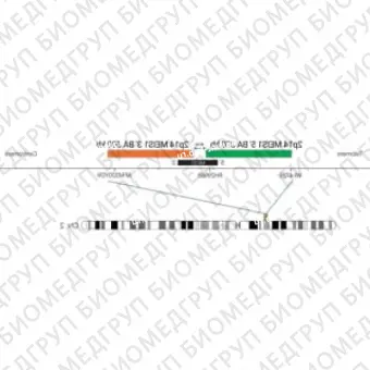 ДЛЯ КЛИЕНТОВ из США. SureFISH 2p14 MEIS1 3 BA 300кб P20 RD. MEIS1, Break Apart, 20 тестов, Cy3, концентрат, ручное использование