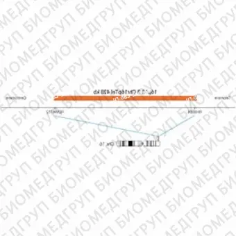 ДЛЯ КЛИЕНТОВ ЗА ПРЕДЕЛАМИ США. SureFISH 16p13.3 Chr16pTel 428kb P20 RD
