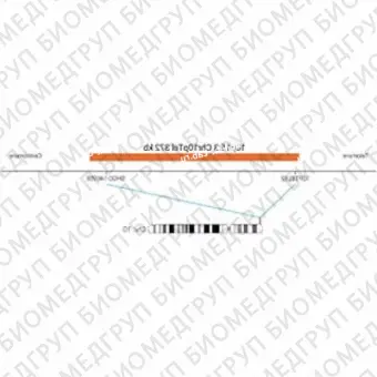 ДЛЯ КЛИЕНТОВ ЗА ПРЕДЕЛАМИ США. SureFISH 10p15.3 Chr10pTel 372kb P20 RD