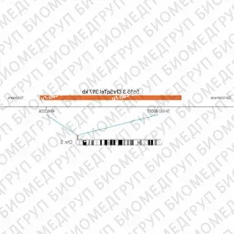 ДЛЯ КЛИЕНТОВ ЗА ПРЕДЕЛАМИ США. SureFISH 5q35.3 Chr5qTel 397kb P20 RD