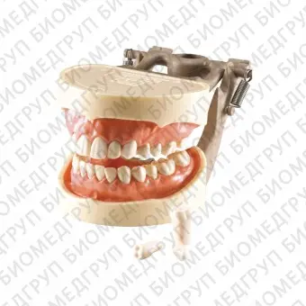 MODEL 400  фантомная челюсть, модель на артикуляторе со съемными зубами