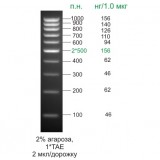 ДНК-маркер 1000/10R, 10 фрагментов от 100 до 1000 п.н. 500 (2х); готовый к применению, 0,1 мг/мл, Диаэм, 1911.0250, 50 мкг