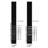 Маркер длин ДНК TrackIt 100 bp, 13 фрагментов от 100 до 2000 п.н.; готовый к применению; 0,1 мкг/мкл, Thermo FS, 10488026пробник, 5 реакций