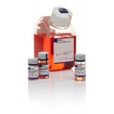 Набор PSC Dopaminergic Neuron Differentiation Kit, Thermo FS, A3147701, 1 набор