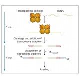 Набор для быстрого секвенирования геномной ДНК, Rapid Sequencing Kit, Oxford Nanopore Technologies, SQK-RAD004