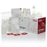 Набор PureLink HiPure Plasmid Maxiprep Kit, Thermo FS, K210007, 25 выделений