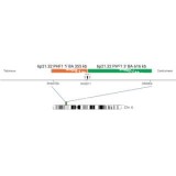 ДЛЯ КЛИЕНТОВ ЗА ПРЕДЕЛАМИ США. SureFISH 6p21.32 PHF1 3' BA 616kb P20 GR