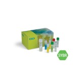 Набор SingleShot™ SYBR® Green One-Step Kit для лизиса клеток и односталийной ОТ-ПЦР в реальном времени с SYBR Green I(100 реакций)